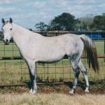 Khabira as a younger mare.

Photo by Elaine Yerty