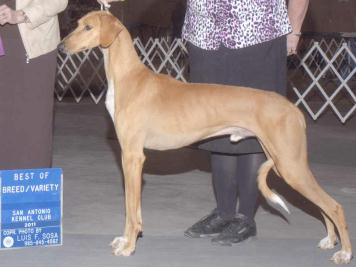 smooth coated saluki