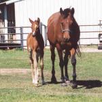 Aurora with her 2005 filly, Sunday Silence Rou

Photo by Elaine Yerty