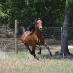 Capitan in 2011. 

Photo by Elaine Yerty