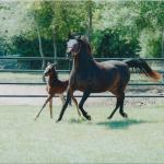 BB with her 2010 filly, Sotamms Serrhita.

Photo by Elaine Yerty