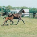 BB with her 2010 filly, Sotamms Serrhita.

Photo by Elaine Yerty