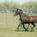 BB with her 2010 filly, Sotamms Serrhita.

Photo by Elaine Yerty