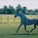 Khabira as a younger mare.

Photo by Elaine Yerty