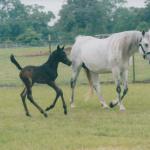 Khabira with her son, Cool Runnings SM.

Photo by Elaine Yerty