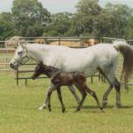 Khabira with her son, Cool Running SM.

Photo by Elaine Yerty