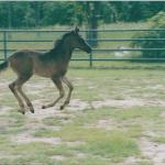 Arnold as a baby.

Photo by Elaine Yerty