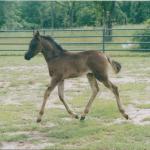 Arnold as a baby.

Photo by Elaine Yerty