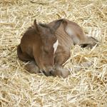 Maarlina's 2011 colt, Faaroh.

Photo by Frank Bochansky