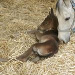 Maarlina giving her son, Faaroh, some tender loving care.

Photo by Frank Bochansky