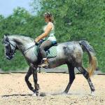 Phantom while in training with Kelli Lowery.

Photo by Elaine Yerty