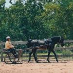 Manley pulling his carriage.

Photo by Elaine Yerty