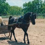 Manley pulling his carriage.

Photo by Elaine Yerty