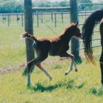 Shaheen, Bint's son.

Photo by Elaine Yerty