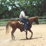 Shariif under saddle.

Photo by Elaine Yerty