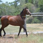 Iris enjoying the fresh air and tall grass.

Photo by Elaine Yerty