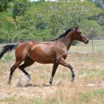 Iris enjoying her time in her paddock.

Photo by Elaine Yerty