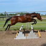 Iris trying her hooves at jumping.

Photo by Elaine Yerty