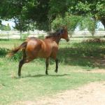 Tammy in 2007 as a yearling.

Photo by Elaine Yerty