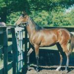 Tammy in 2007 as a yearling.

Photo by Elaine Yerty