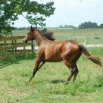 Tammy in 2007 as a yearling.

Photo by Elaine Yerty