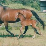 Tammy as a young foal by her mother's side.

Photo by Elaine Yerty
