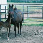 Rhita spending some time outside with her dam.

Photo by Elaine Yerty