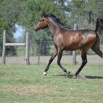 Rhita strutting her stuff as a yearling.

Photo by Elaine Yerty