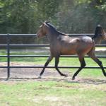 Rhita strutting her stuff as a yearling.

Photo by Elaine Yerty