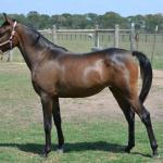 Rhita practicing her Sport Horse In Hand pose.

Photo by Elaine Yerty