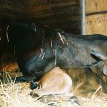 Rhita as a newborn cuddling with her dam.

Photo by Elaine Yerty