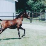 Rhita as a weanling.

Photo by Elaine Yerty
