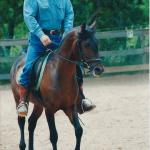 Norman under saddle with Rusty Johnson.

Photo by Elaine Yerty