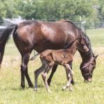 Norman with his dam, Bint Bint Serabah.

Photo by Elaine Yerty